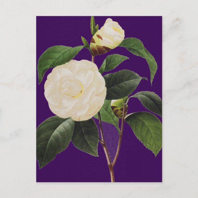 White Camellia, 1833 Vykort (Framsida)