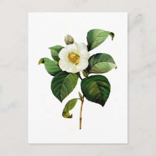 White Camellia av Pierre Joseph Redoute Vykort