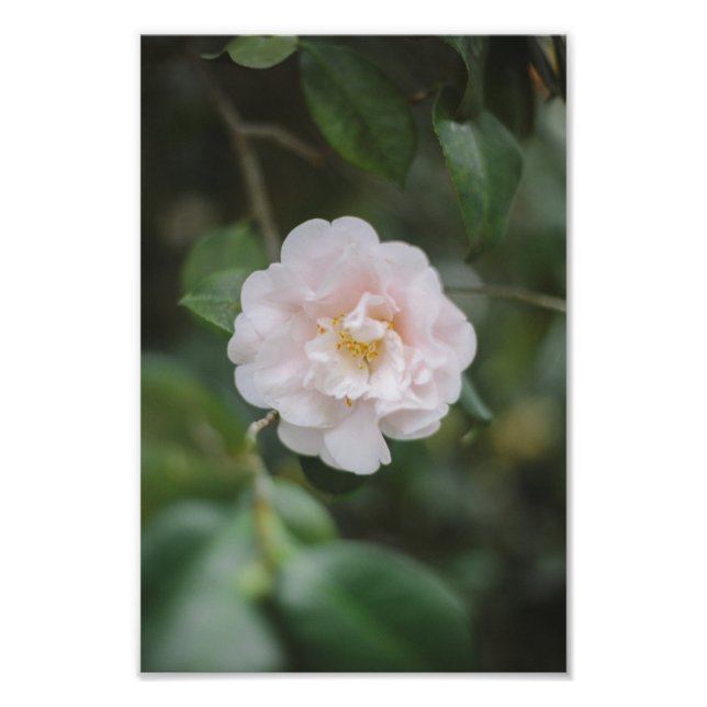 White Camellia Flower Fototryck (Framsidan)