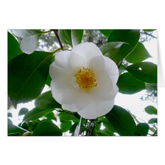 White Camellia Hälsningskort (Framsidan Horizontal)