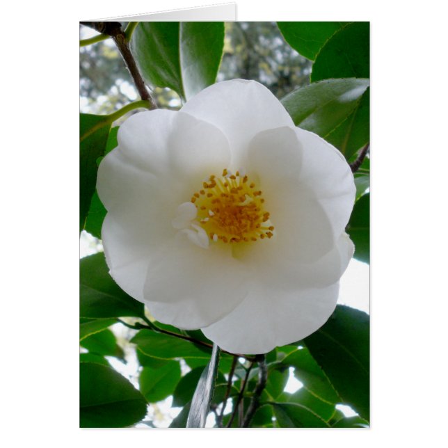 White Camellia Hälsningskort (Framsidan)