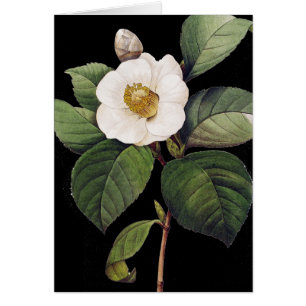 White Camellia OBS Kort
