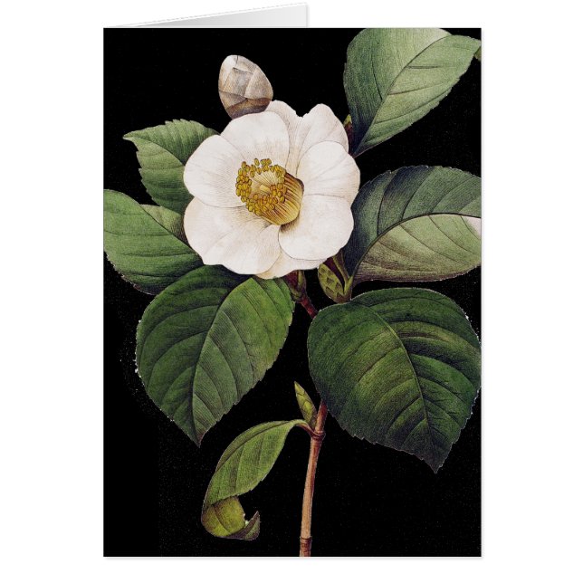 White Camellia OBS Kort (Framsidan)