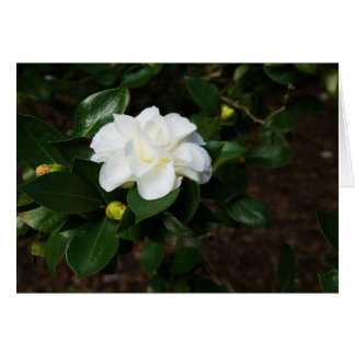 White Camellia OBS Kort