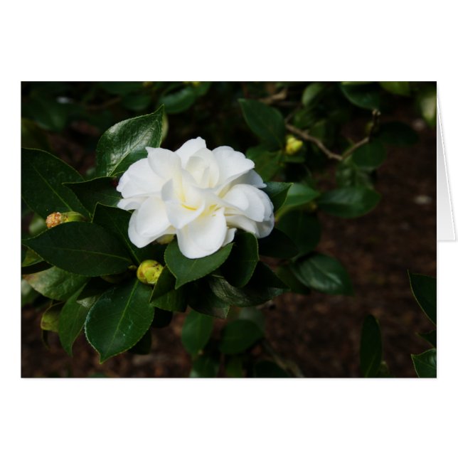 White Camellia OBS Kort (Framsidan Horizontal)