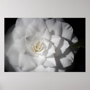 White Camellia Poster