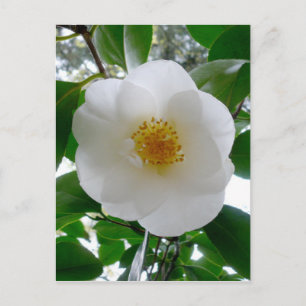 White Camellia Vykort