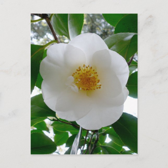 White Camellia Vykort (Framsida)
