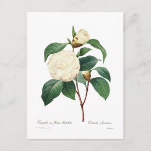 White Camellia Vykort