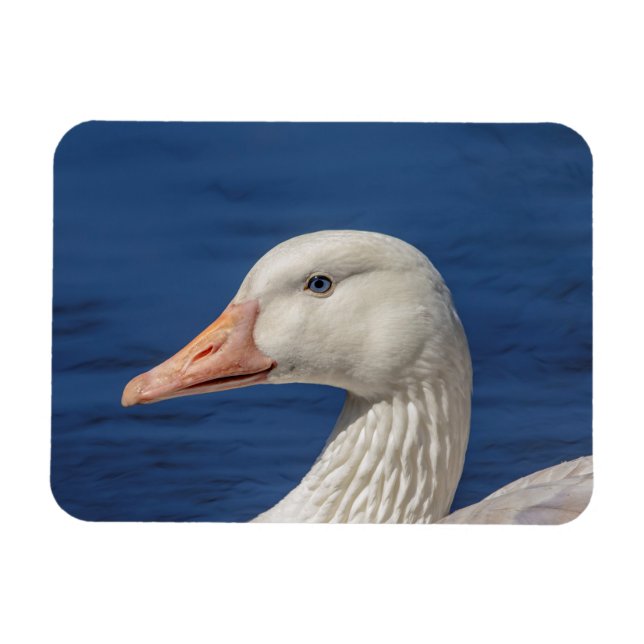 White Canadian Goose Magnet (Horisontell)