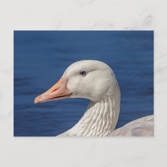 White Canadian Goose Vykort (Framsida)