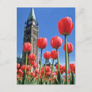 White Canadian Tulip Festival, Peace Torn med tu Vykort