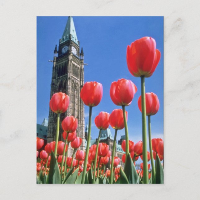 White Canadian Tulip Festival, Peace Torn med tu Vykort (Framsida)