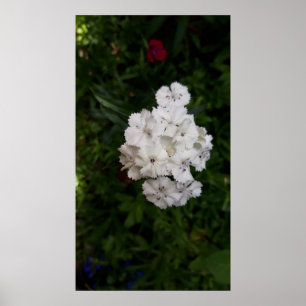 White Carnation Flowers Poster