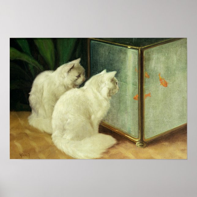 White Cats Watching Goldfish Poster (Framsidan)