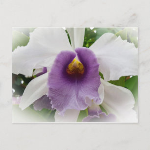 White Cattleya Orchid Flower Vykort