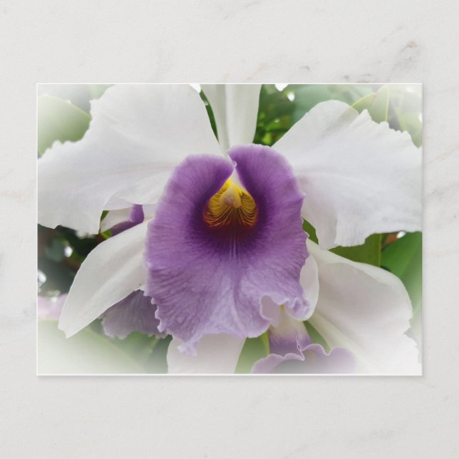 White Cattleya Orchid Flower Vykort (Framsida)