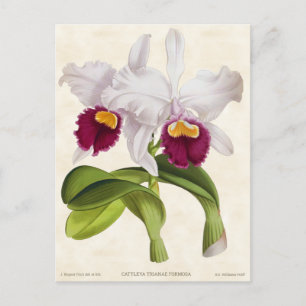 White Cattleya Orchid Vintage Botanical Vykort