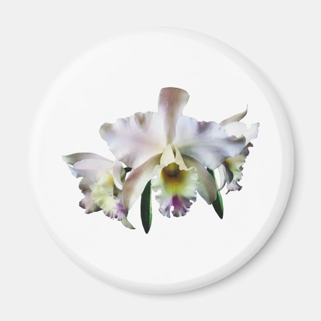 White Cattleya Orchids Magnet (Framsidan)