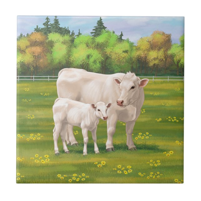White Charolais Cow & Cute Calf Beef Cattle Kakelplatta (Framsidan)