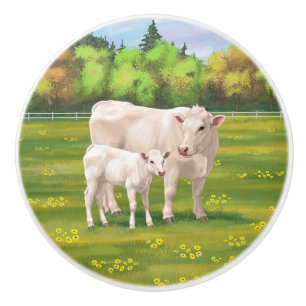 White Charolais Cow & Cute Calf Beef Cattle Knopp