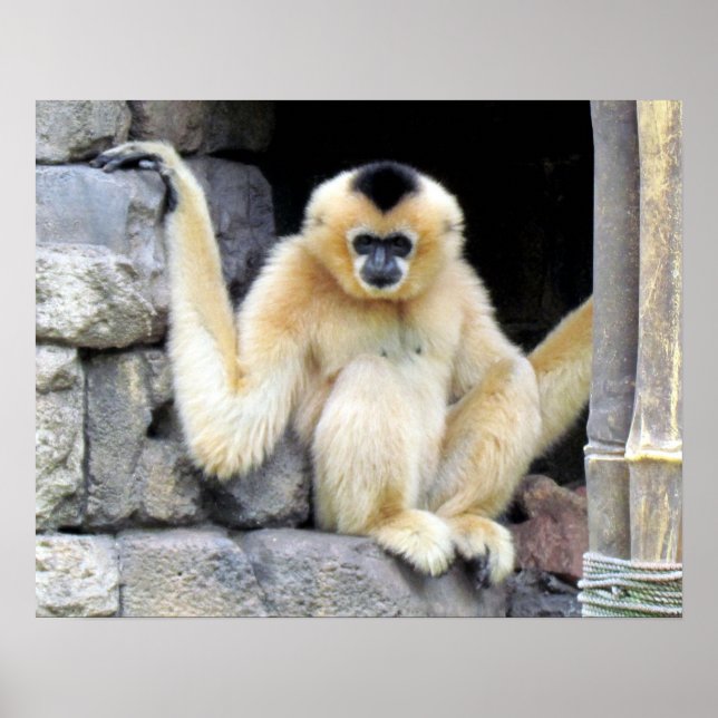 White Cheeked Gibbon (2264) Poster (Framsidan)