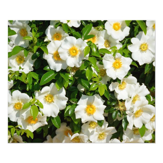 White Cherokee Ro Fototryck (Framsidan)