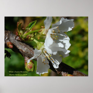 White Cherry Blommar Poster