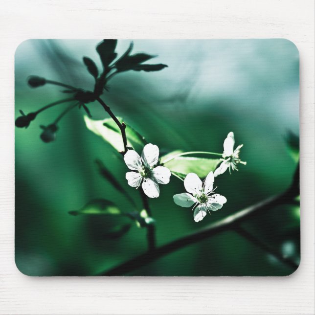White Cherry Blommars Musmatta (Framsidan)