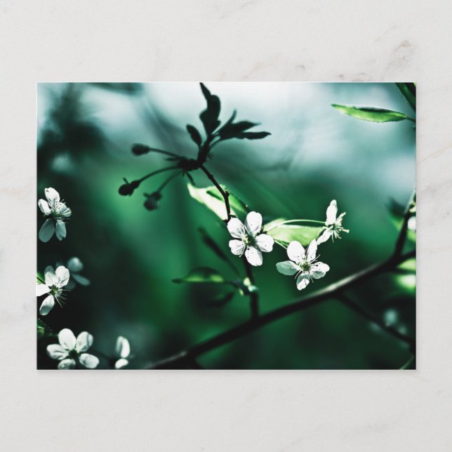 White Cherry Blommars Vykort (Framsida)