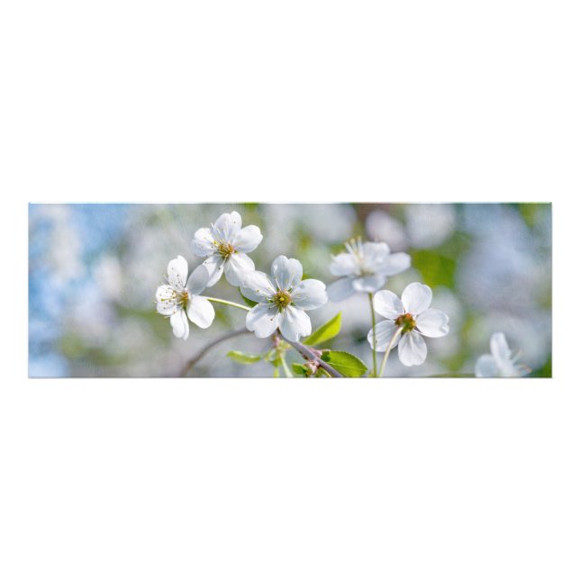 White Cherry Flower Fototryck (Framsidan)