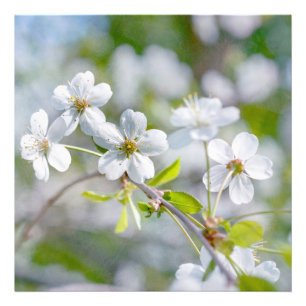 White Cherry Flower Fototryck