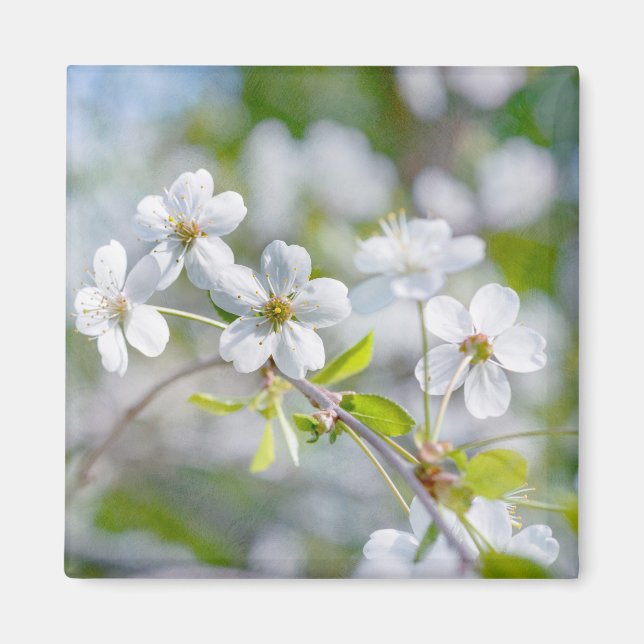 White Cherry Flower Magnet (Framsidan)