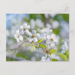 White Cherry Flower Vykort