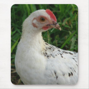 White Chicken Musmatta