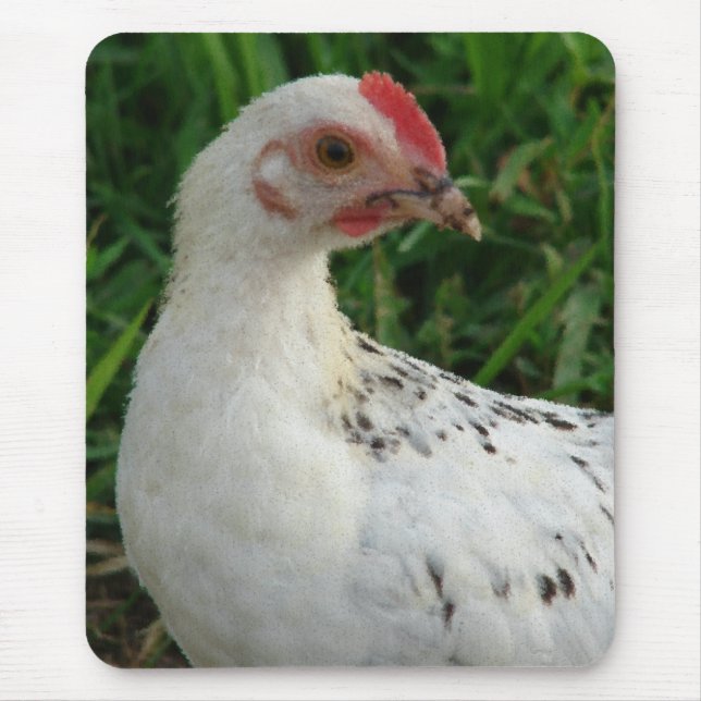 White Chicken Musmatta (Framsidan)