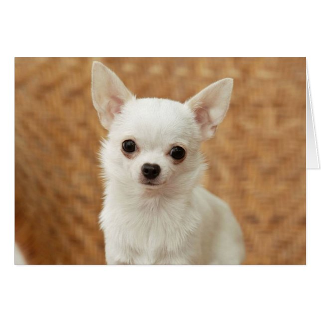 White Chihuahua Hälsningskort (Framsidan Horizontal)