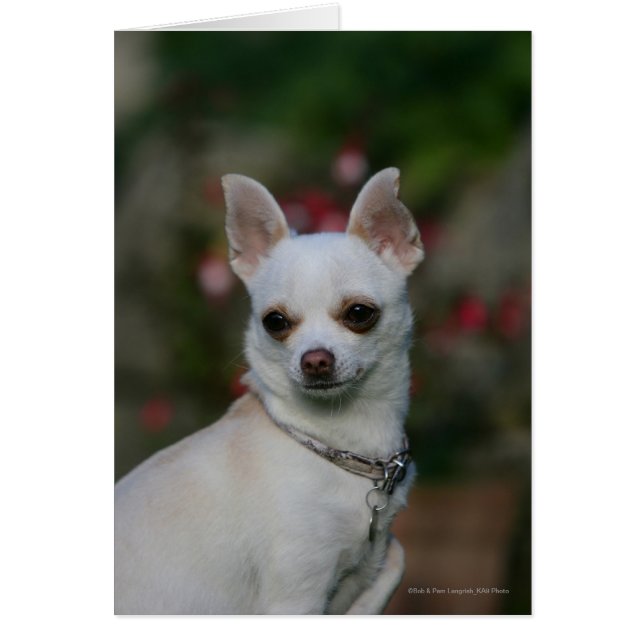 White Chihuahua Hälsningskort (Framsidan)