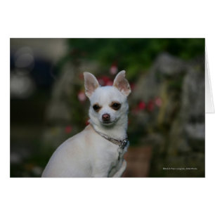 White Chihuahua Hälsningskort
