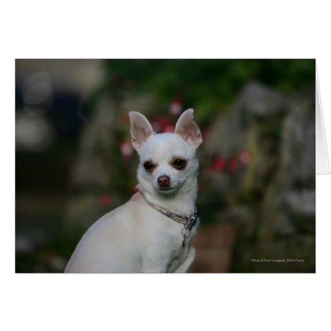 White Chihuahua Hälsningskort (Framsidan Horizontal)