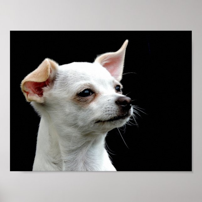 White Chihuahua Head på Black Background Poster (Framsidan)