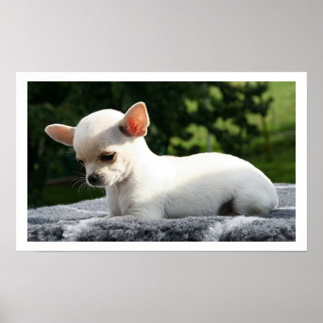 White Chihuahua Ljuger i Sol Poster (Framsidan)