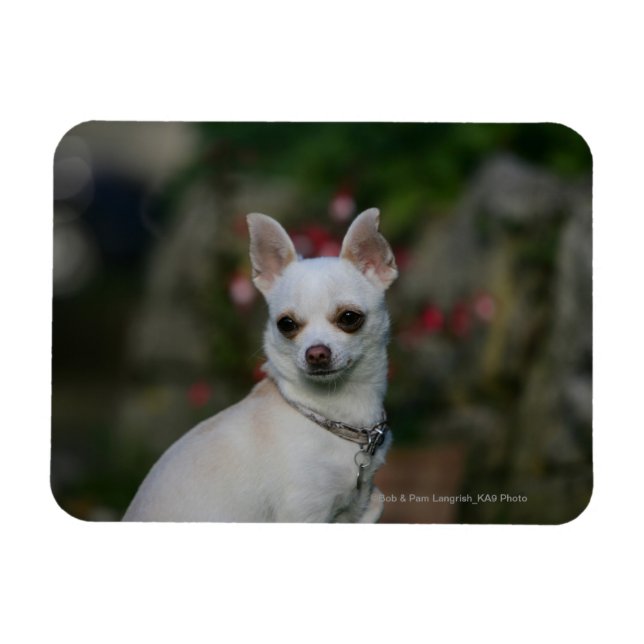 White Chihuahua Magnet (Horisontell)