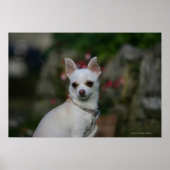 White Chihuahua Poster (Framsidan)