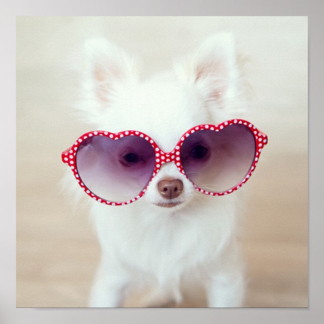White Chihuahua Puppy Poster (Framsidan)