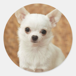 White Chihuahua Runt Klistermärke