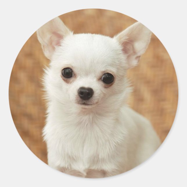 White Chihuahua Runt Klistermärke (Framsida)