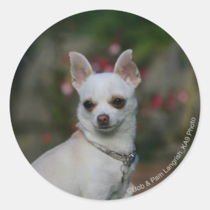 White Chihuahua Runt Klistermärke