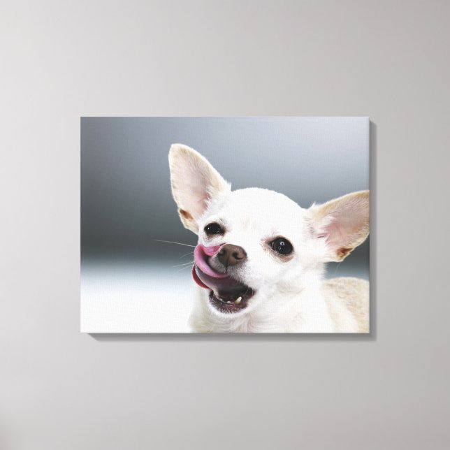 White Chihuahua slickande läppar Canvastryck (Framsida)