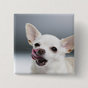 White Chihuahua slickande läppar Knapp